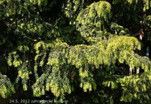 Tis červený (Taxus baccata)