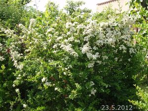 Hlohyně červená (Pyracantha coccinea)