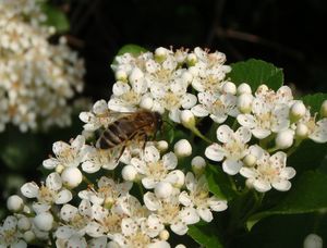 Hlohyně červená (Pyracantha coccinea)