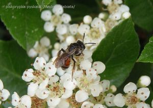 Hlohyně červená (Pyracantha coccinea)