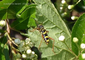 Hlohyně červená (Pyracantha coccinea)