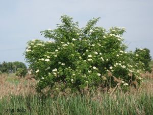 Bez černý (Sambucus nigra)