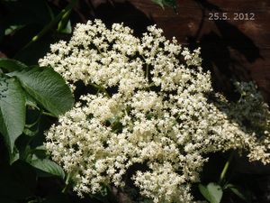 Bez černý (Sambucus nigra)