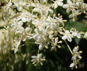 Bez černý (Sambucus nigra)