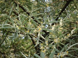 Hlošina úzkolistá (Elaeagnus angustifolia)