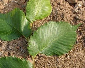 Jilm vaz (Ulmus laevis)