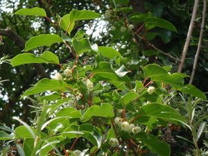 Aktinidie (Actinidia sp.)