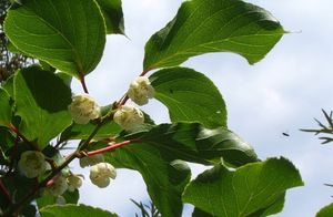 Aktinidie (Actinidia sp.)