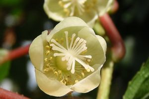 Aktinidie (Actinidia sp.)