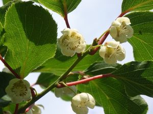 Aktinidie (Actinidia sp.)