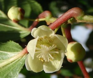 Aktinidie (Actinidia sp.)