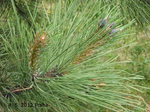 Borovice těžká (Pinus ponderosa)