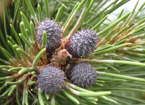 Borovice těžká (Pinus ponderosa)