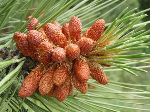 Borovice těžká (Pinus ponderosa)