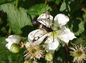 Ostružiník obecný (Rubus fruticosus)