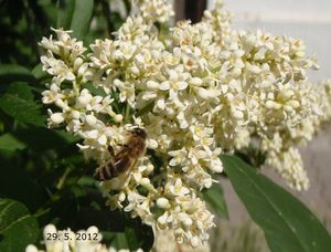 Ptačí zob obecný (Ligustrum vulgare)