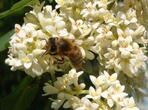 Ptačí zob obecný (Ligustrum vulgare)