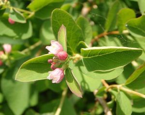 Pámelník bílý (Symphoricarpos albus)