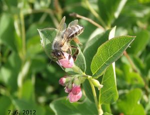 Pámelník bílý (Symphoricarpos albus)