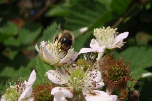 Ostružiník obecný (Rubus fruticosus)