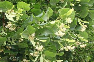 Lípa velkolistá (Tilia platyphylla)