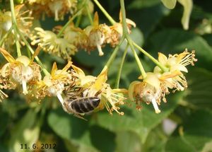 Lípa velkolistá (Tilia platyphylla)