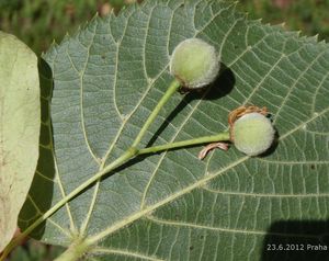 Lípa velkolistá (Tilia platyphylla)