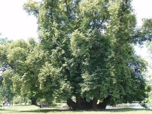 Lípa srdčitá (Tilia cordata)