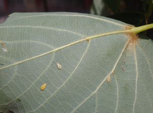 Lípa srdčitá (Tilia cordata)