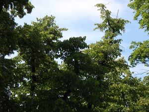 Lípa americká (Tilia americana)