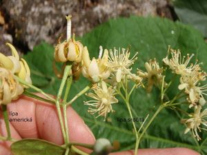 Lípa americká (Tilia americana)