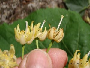 Lípa americká (Tilia americana)