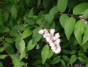 Trojpuk drsný (Deutzia scabra)