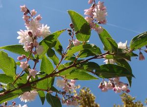 Trojpuk drsný (Deutzia scabra)