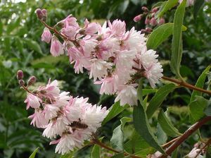 Trojpuk drsný (Deutzia scabra)