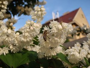 Trojpuk drsný (Deutzia scabra)