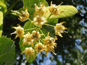 Lípa americká (Tilia americana)