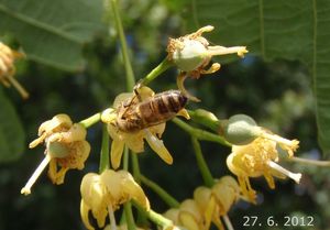 Lípa americká (Tilia americana)