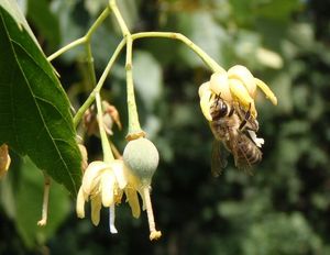 Lípa americká (Tilia americana)