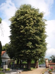 Lípa evropská (Tilia  x  europaea)