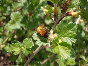 Angrešt (Ribes uva-crispa)