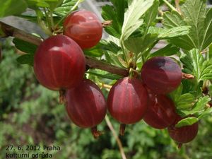 Angrešt (Ribes uva-crispa)