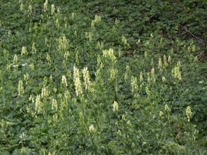 Oměj vlčí (Aconitum vulparia)