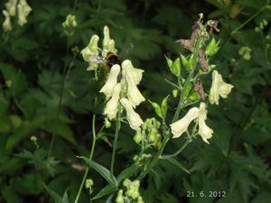 Oměj vlčí (Aconitum vulparia)