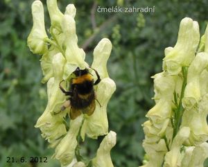 Oměj vlčí (Aconitum vulparia)