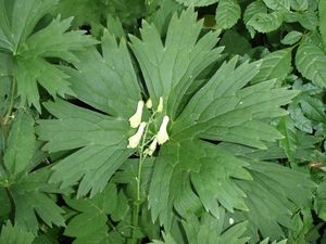 Oměj vlčí (Aconitum vulparia)