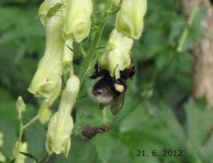 Oměj vlčí (Aconitum vulparia)