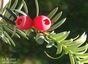 Tis červený (Taxus baccata)