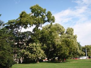 Jerlín japonský (Sophora japonica)