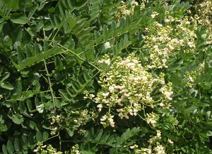 Jerlín japonský (Sophora japonica)